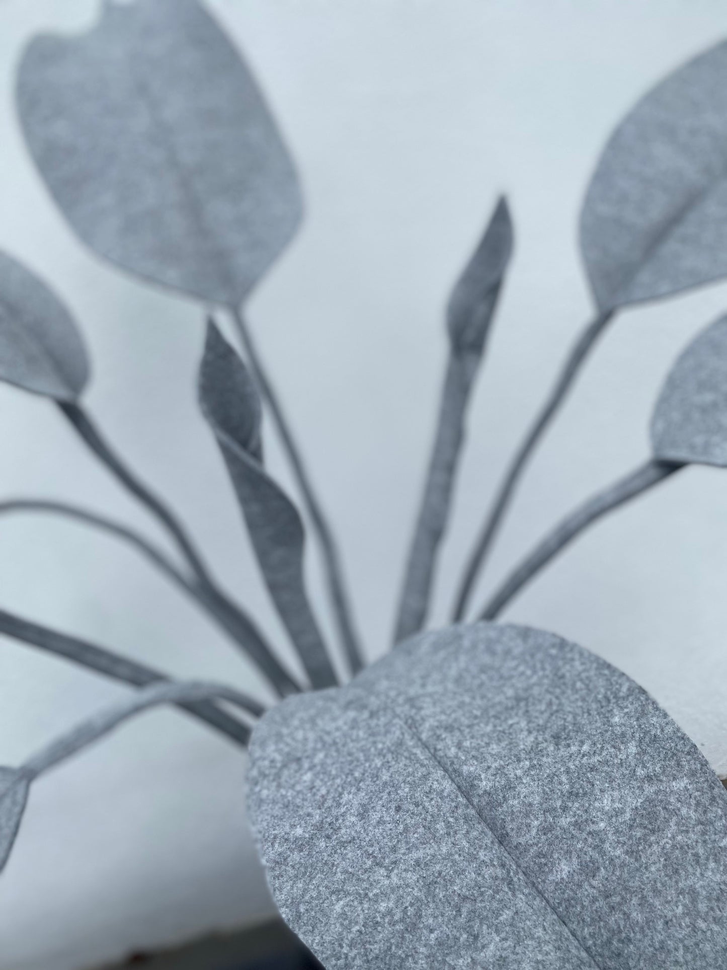 Inspiration Strelitzia